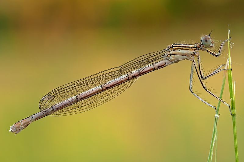 Platycnemis pennipes (femmina immatura)