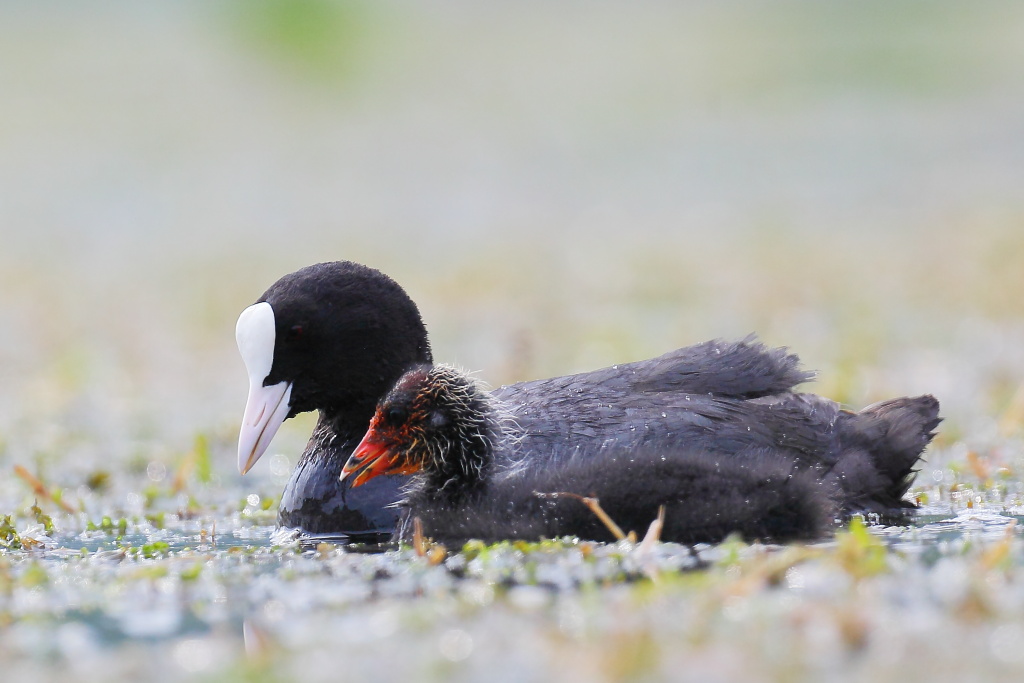 Tale padre . . . no!