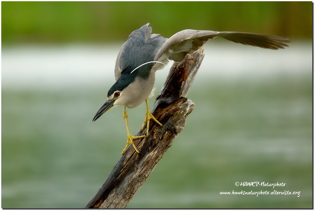 Nitticora(Nycticorax nycticorax)