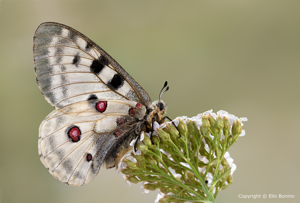 Farfalla apollo (Parnassius apollo)