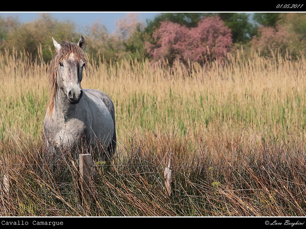 Camargue # 5