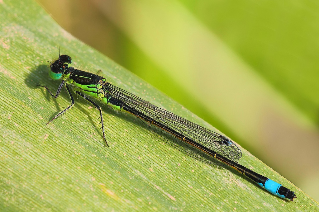 ...Un Altro Colore...!!!