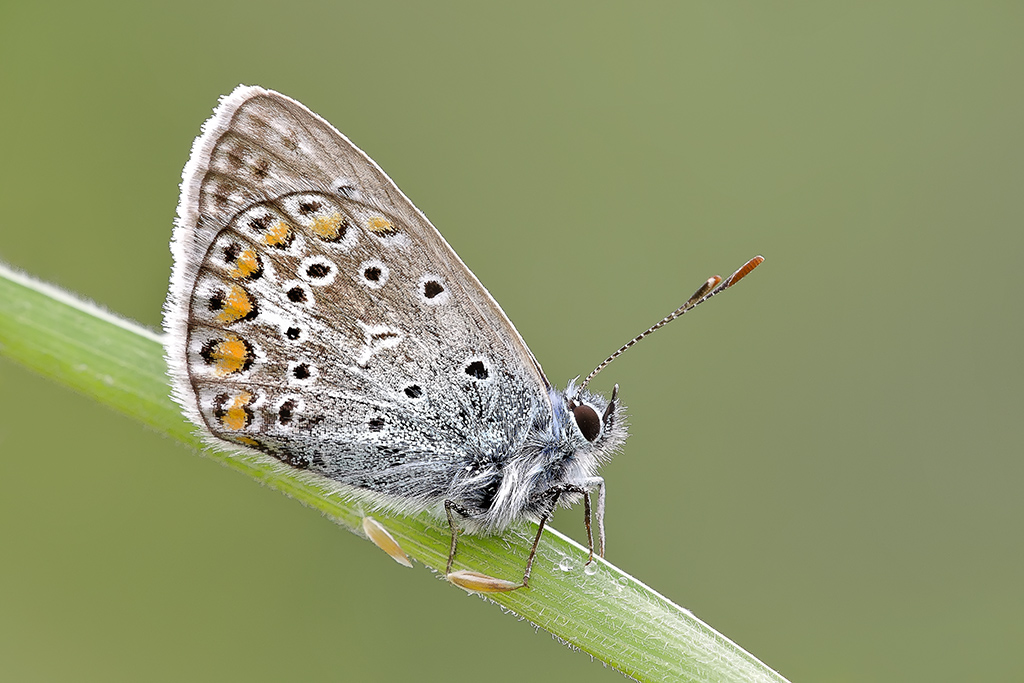 Classica licedine, classica posa ....