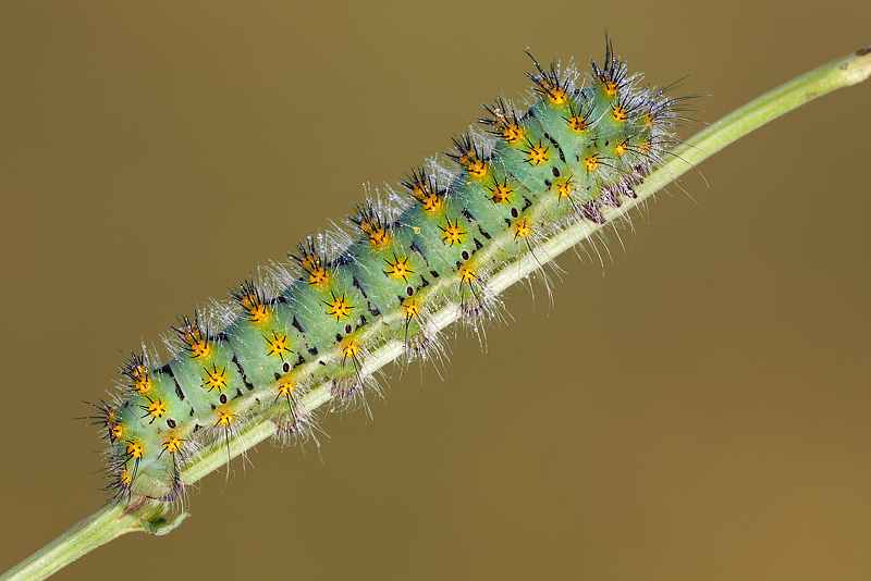 ...bruco di Saturnia Pavonia...