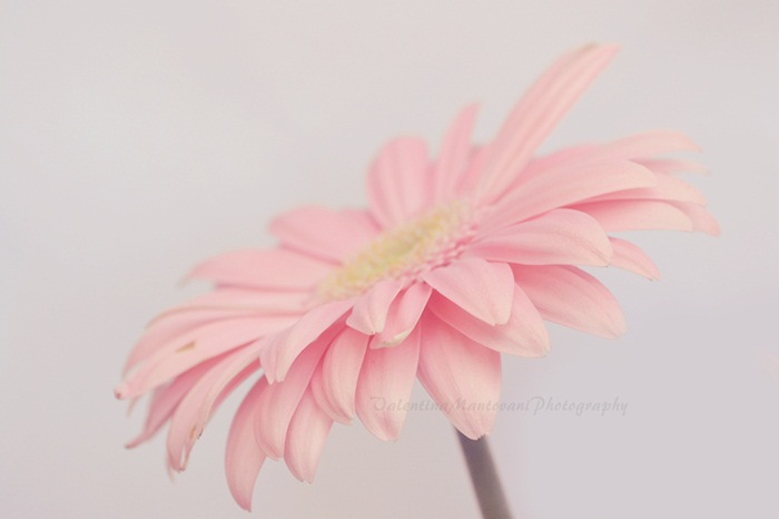 {Pink flower}