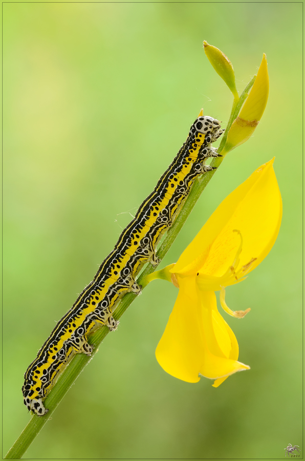 Apopestes sprctrum (Noctuidae)