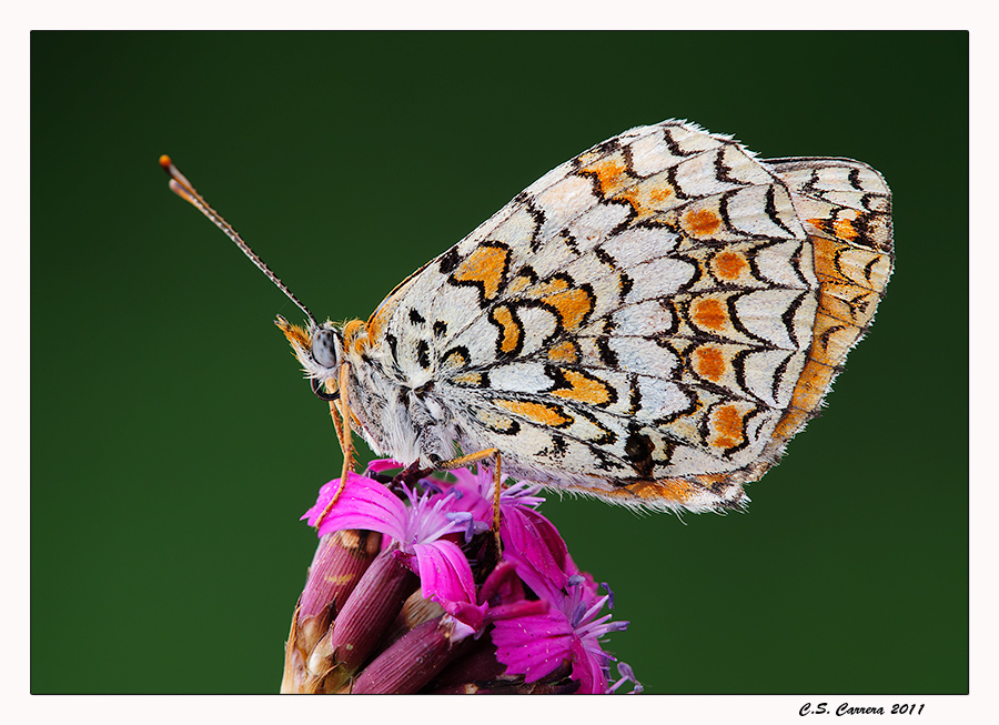 Melitaea Phoebe