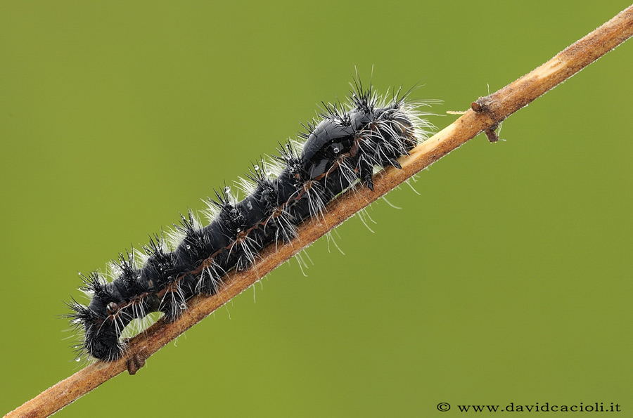 bruco di Saturnia pavoniella.