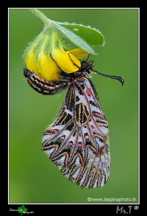 ...Zerynthia cassandra...