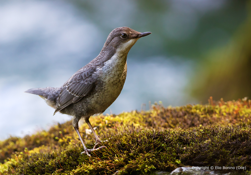 Merlo acquaiolo(Cinclus cinclus)
