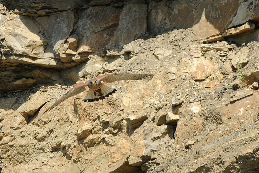 la cattura dopo la picchiata