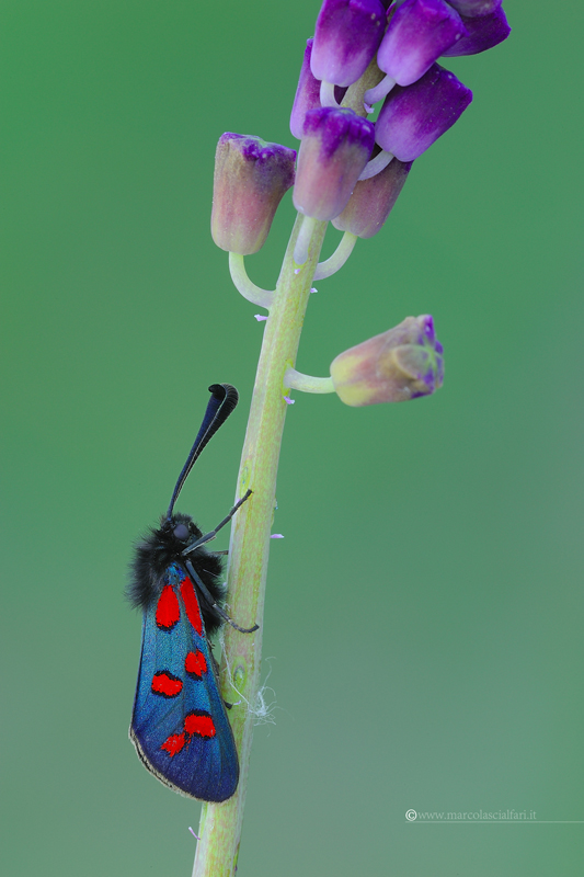 Zygaena oxytropis