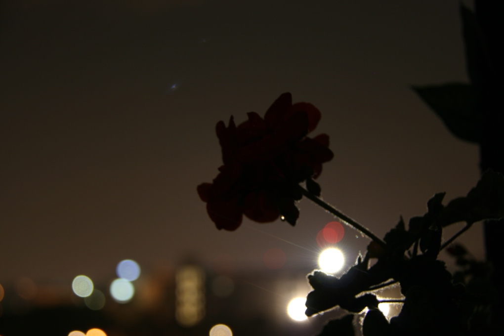 Geranio by night