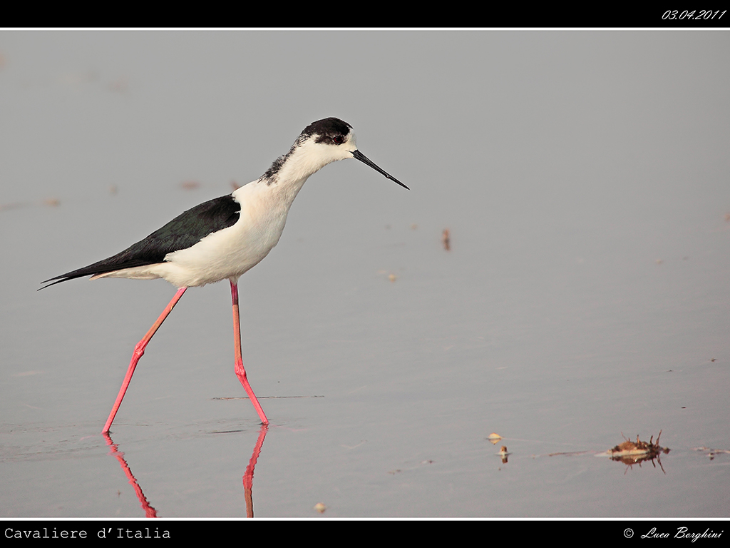 Cavaliere d'Italia # 4