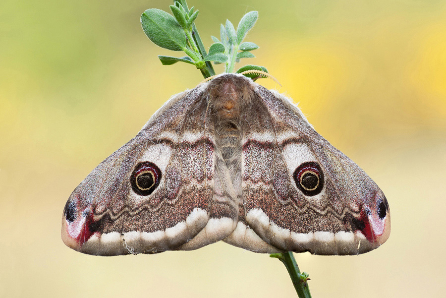 Femmina di Saturnia Pavoniella