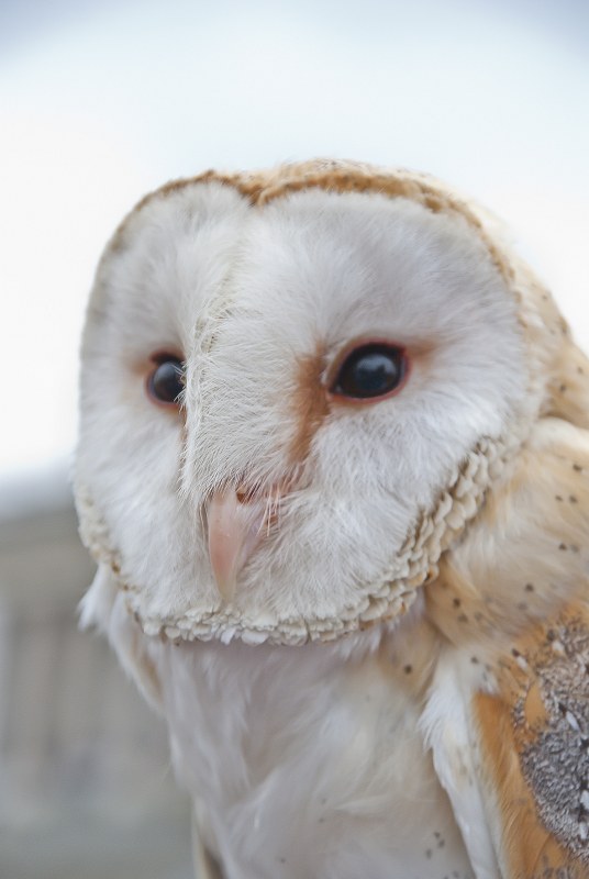Barbagianni - Tyto alba