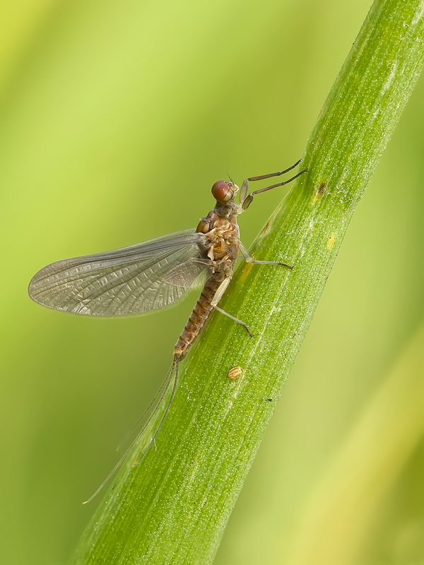 effimera......credo...