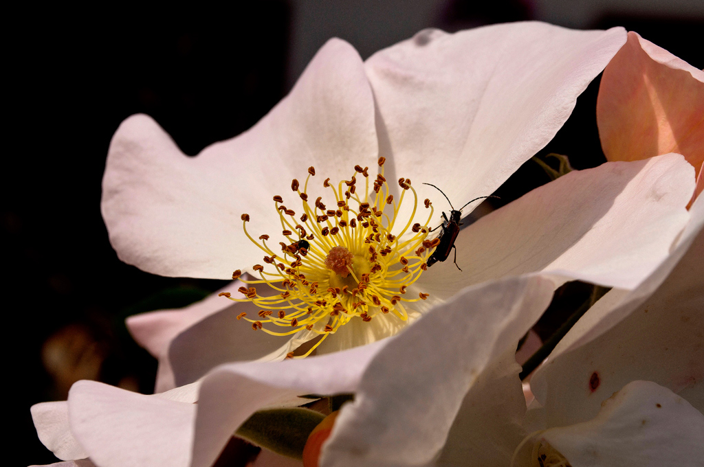 harry ti presento sally