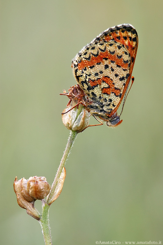 Melitaea didyma