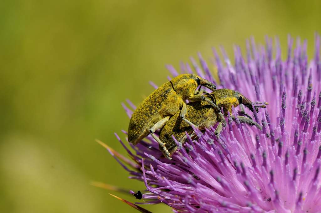 Continuazione della specie