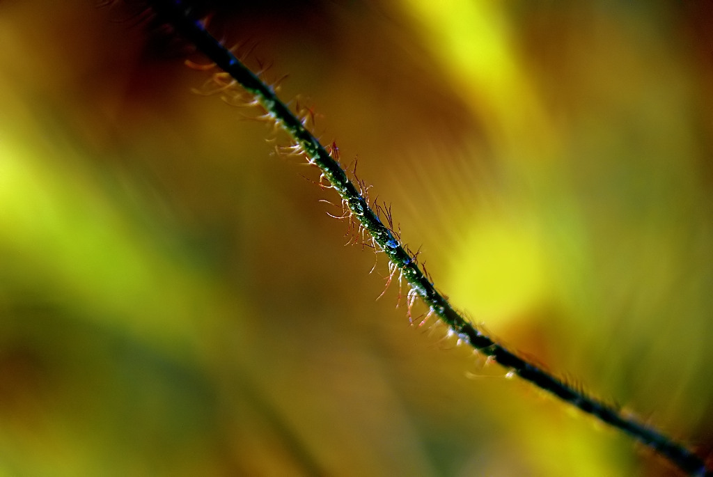 Minimalista in technicolor.