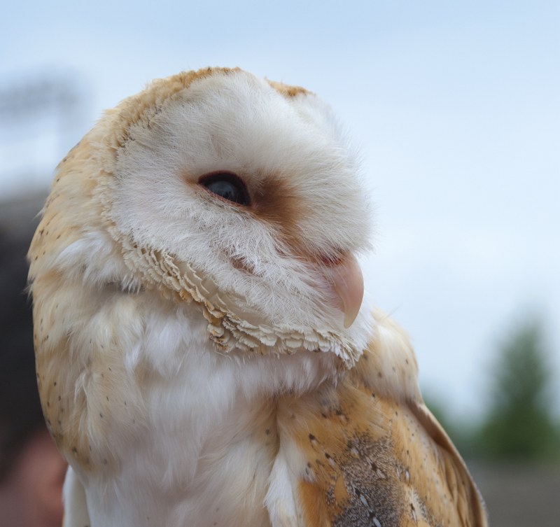 Barbagianni - Tyto alba 2