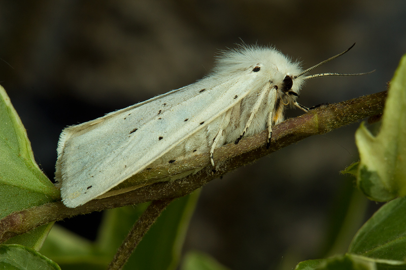 Spilosoma lubricipeda
