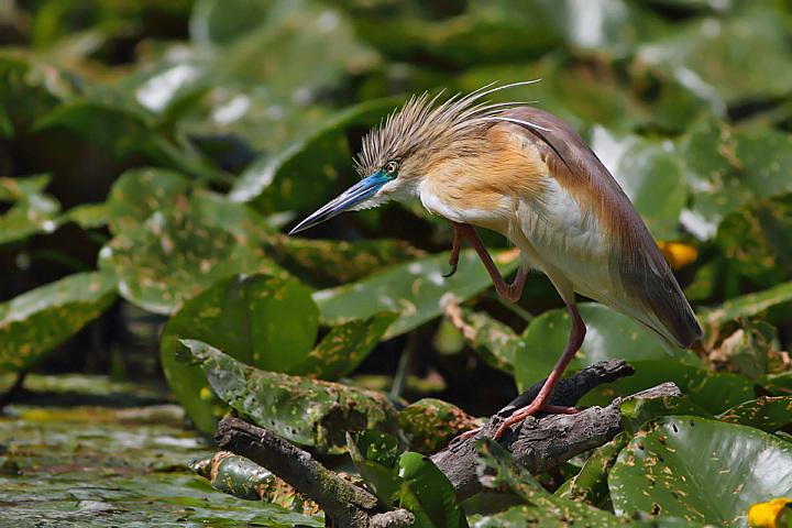 SGARZA CIUFFETTO.........