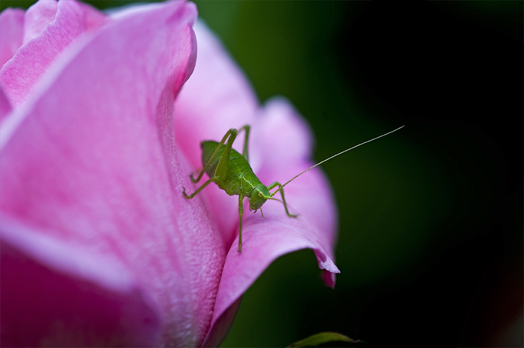 il grillo nella rosa