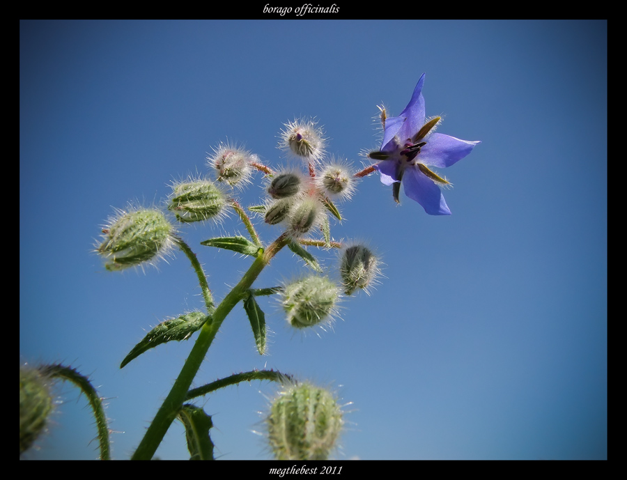 borago officinalis
