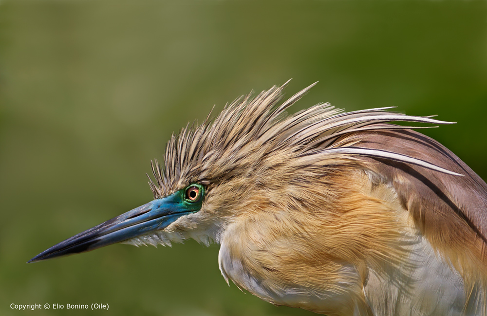 Sgarza ciuffetto (Ardeola ralloides)