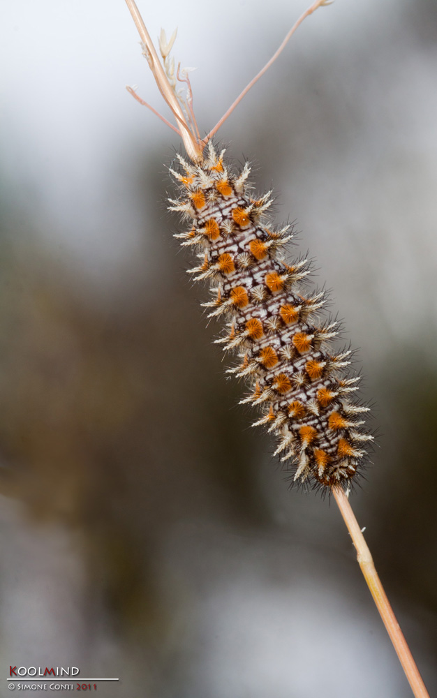 Bruco di melitea