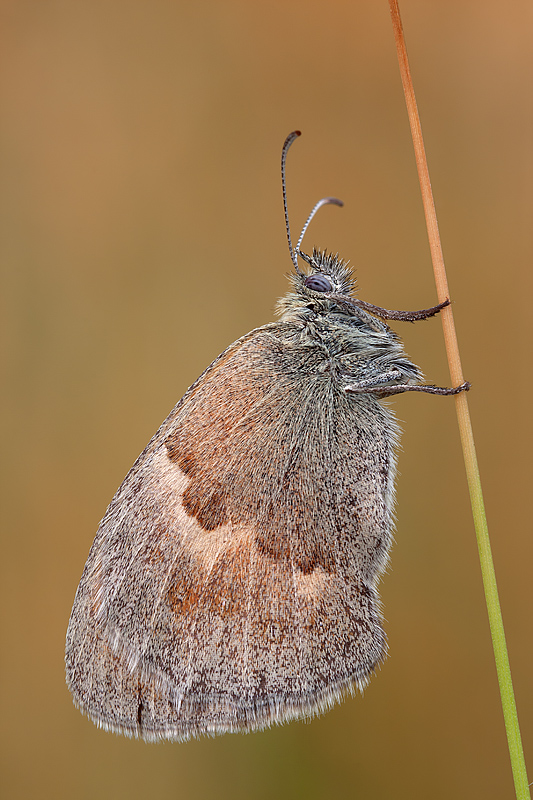 Coenonympha pamphilus