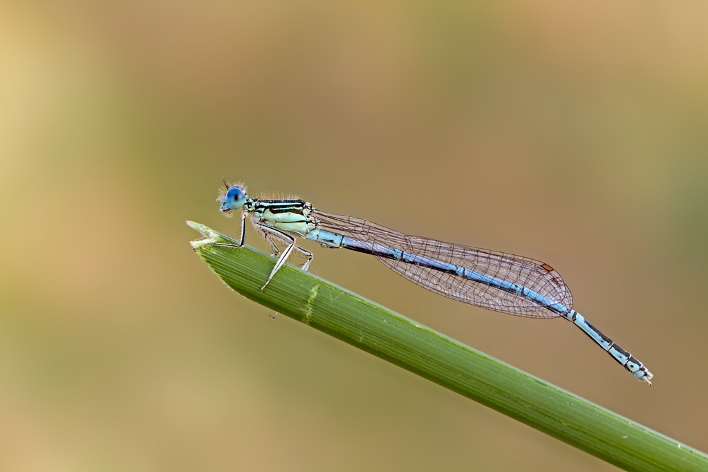 Enallagma Cyathigerum