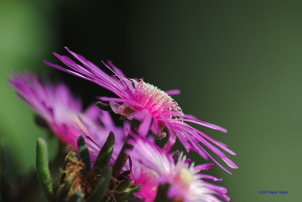 Margherita, Delosperma Cooperi