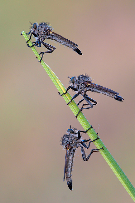 Tre asilidae si dondolavano...