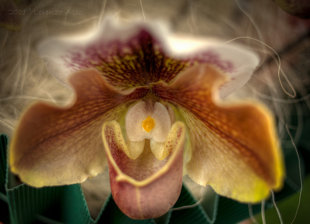 EUROFLORA 2011 - Uovo in camicia