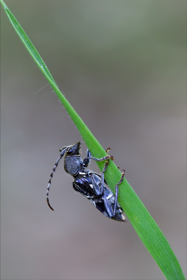 Cerambycidae (?????????)