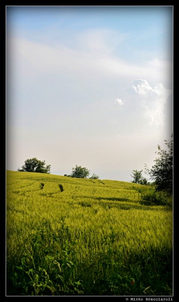 Un campo di grano