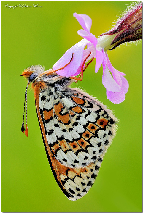Melitaea cinxia