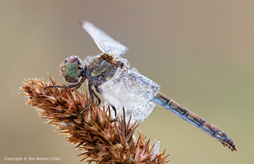 Sympetrum striolatum