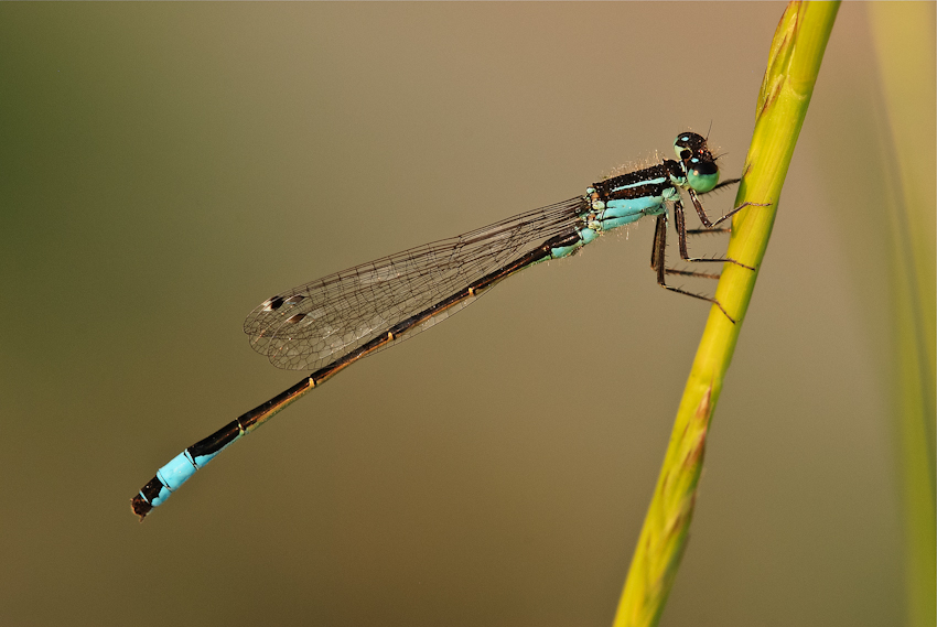 La magica luce del tramonto