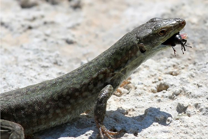Lucertola con preda
