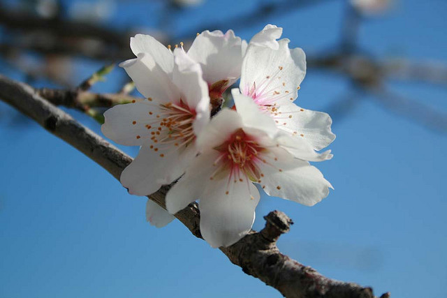 Fiore di mandorlo di li "CHINESI"