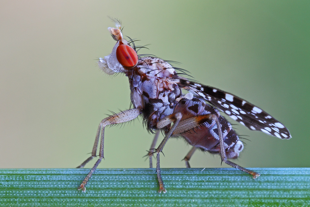 Trypetoptera punctulata