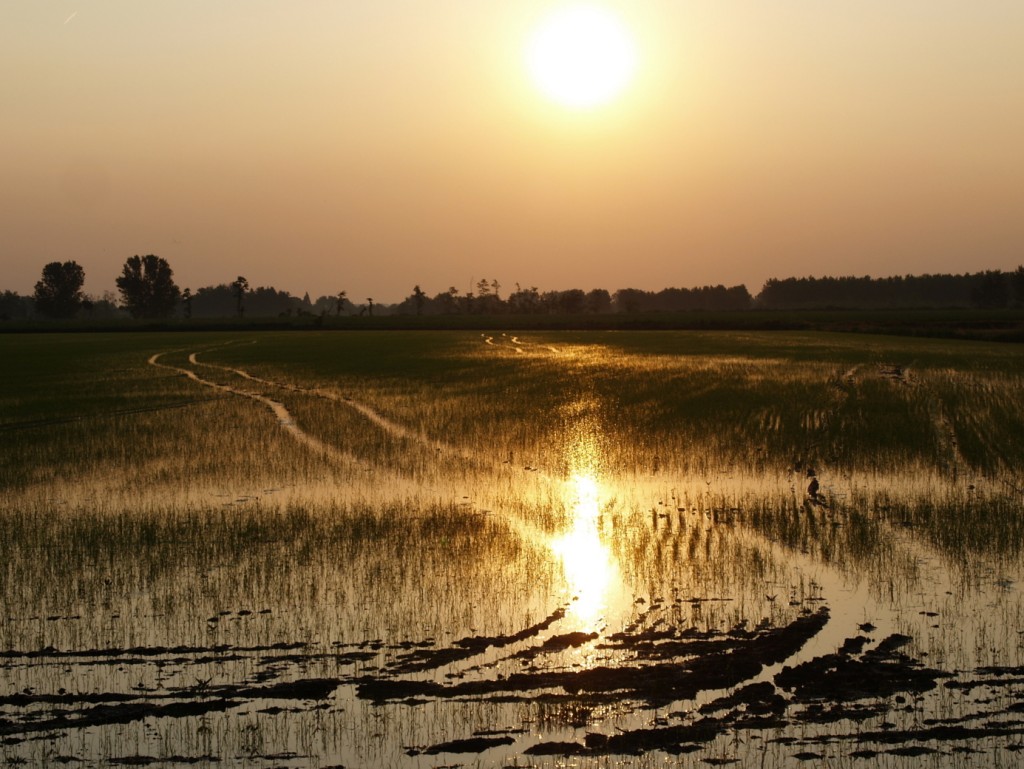 alba in risaia
