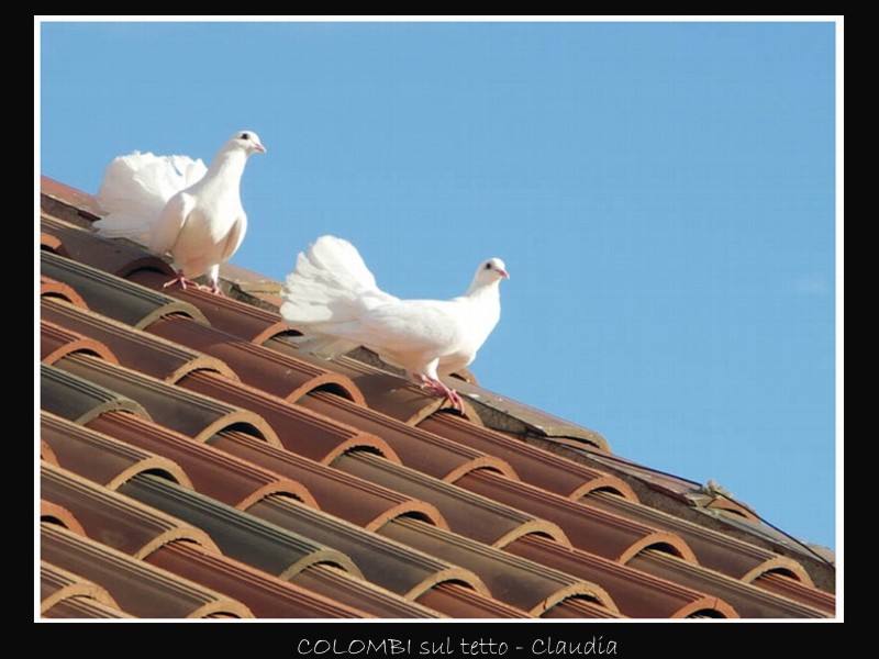 Colombe nuziali..