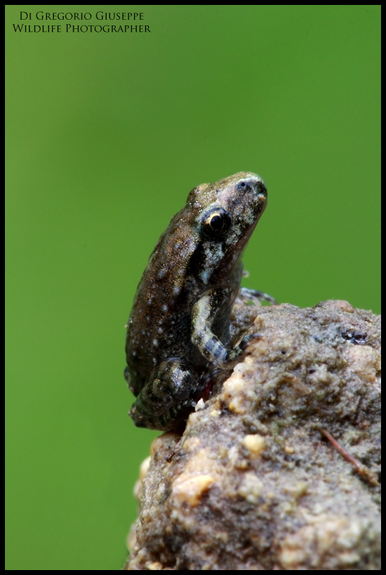 anfibi anuri...la ranocchia