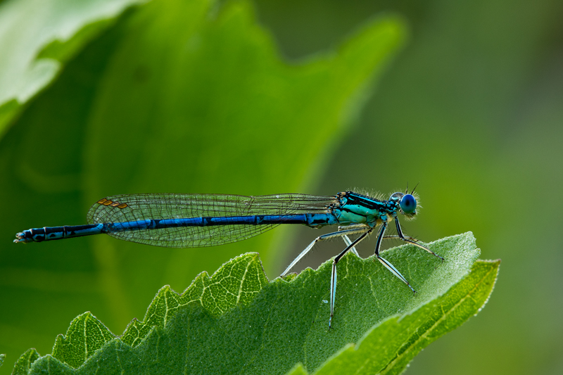 Il mio primo ballo con la dama.