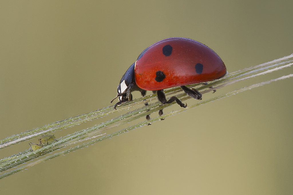 Coccinella
